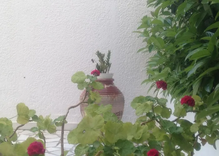 Blue Roses 익시아