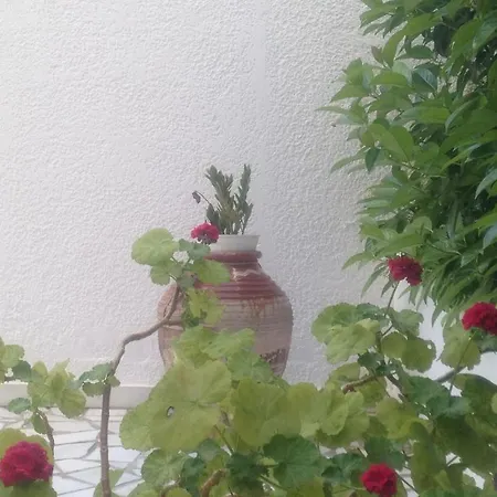 Blue Roses Ixia (Rhodes)